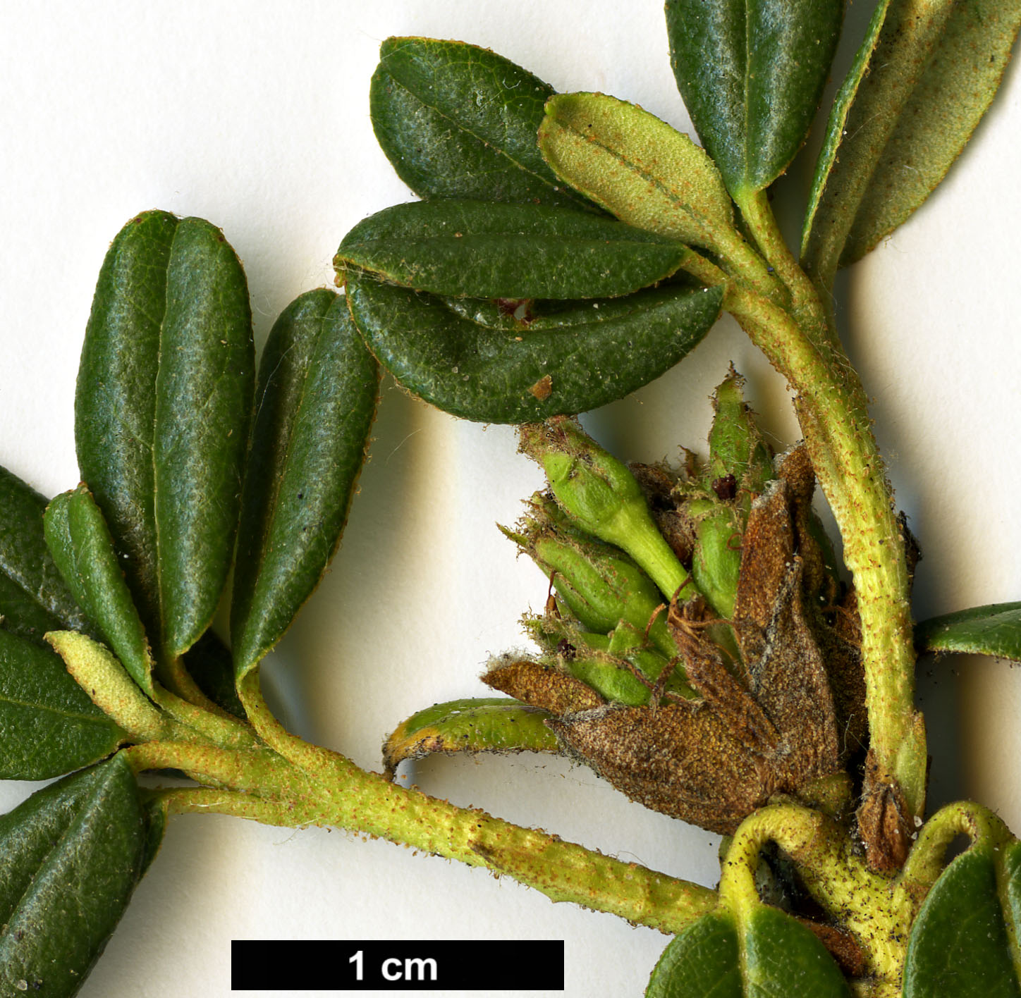 High resolution image: Family: Ericaceae - Genus: Rhododendron - Taxon: anthopogon - SpeciesSub: subsp. hypenanthum 'Annapurna'